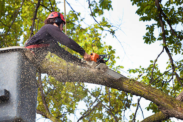 Best Stump Grinding and Removal  in Brandon, FL